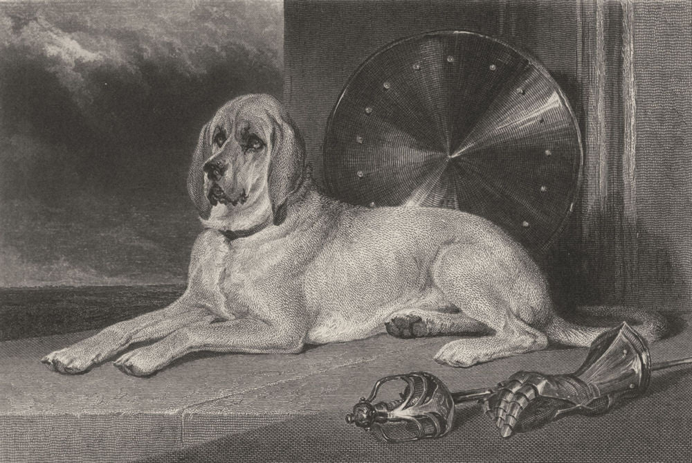 DOGS. Marmion (a celebrated Bloodhound) (Edward Jesse) 1888 old antique print